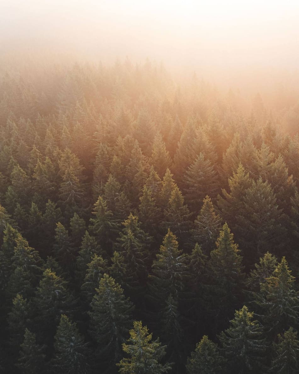 Aerial view of a pine forest at sunrise near Flagstaff, Arizona
